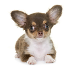 puppy brown chihuahua