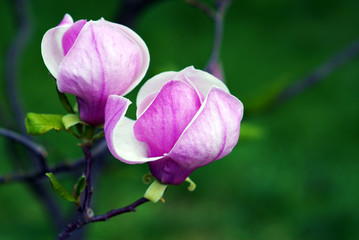 Blossoming magnolia
