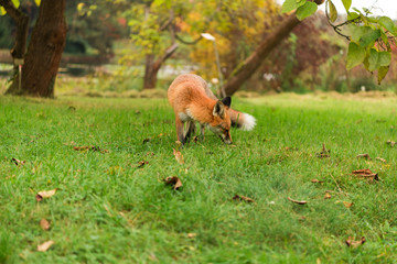 fox walks in the park in autumn