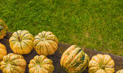 pumpkins and grass