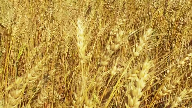 wheat field clear summer day. Slow motion. filmed at 120 fps