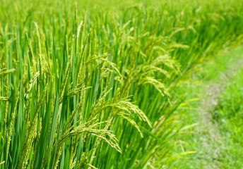Fototapeta na wymiar Close up of green paddy rice. Green ear of rice in paddy rice field