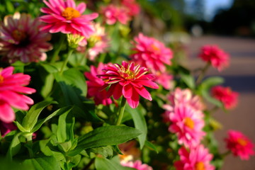 Les fleurs au jardin, Lyon, France