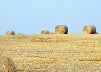 Field with a harvest of cereals