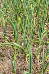 garlic plantation