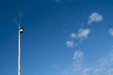 a birdhouse on a blue sky on a long stick