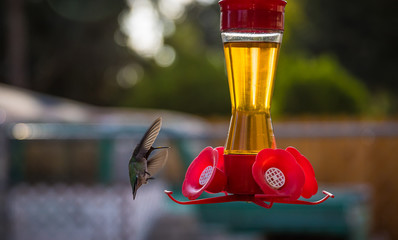 Obraz premium Feeding Frenzy