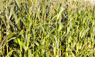 green leaves of corn