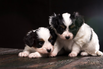puppy of a papillon breed