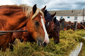 horses eating hay