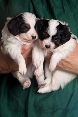 Two puppies in hands