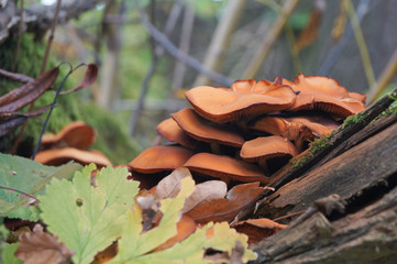 mushrooms on the tree