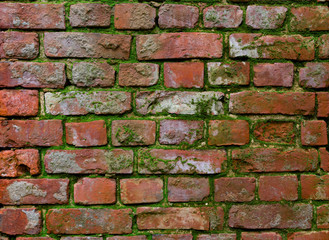 Naklejka premium Old red brick wall with moss