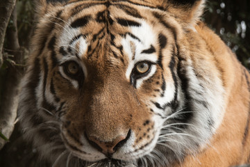 Bronx Zoo Tiger Face