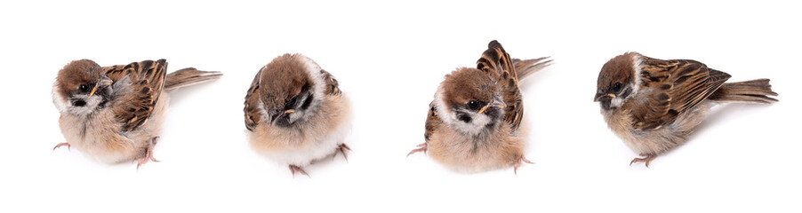 Some homework sparrow isolated white background