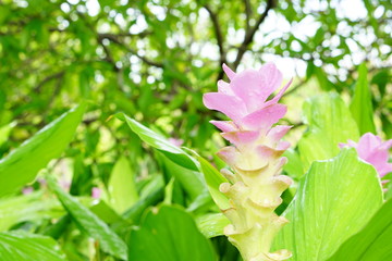 Pink siam tulip or curcuma alismatifolia flower with bokeh soft light.