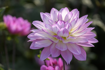 Dahlien (Dahlia)