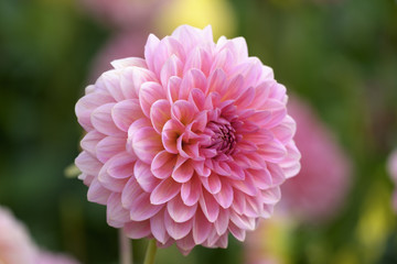 Fototapeta premium Seerosen-Dahlie (Dahlia)