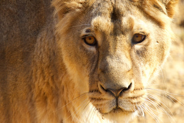 Head of lioness