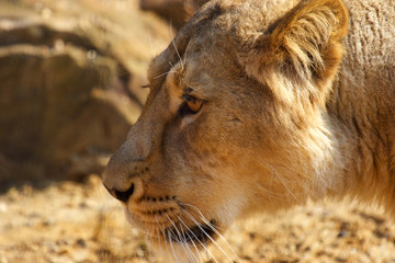 Close up of lion 