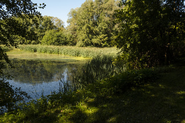 Fototapeta na wymiar blue sky fishing lake in nature, Hungarian forest