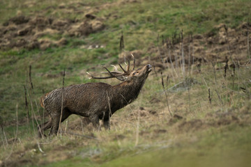 cerf brame forest france