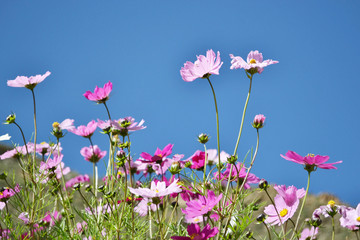 Flowers around the hill in Xiahe (Labrang) - Amdo Tibet
