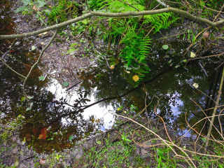 Reflections on the dark water of small pond in the forest.