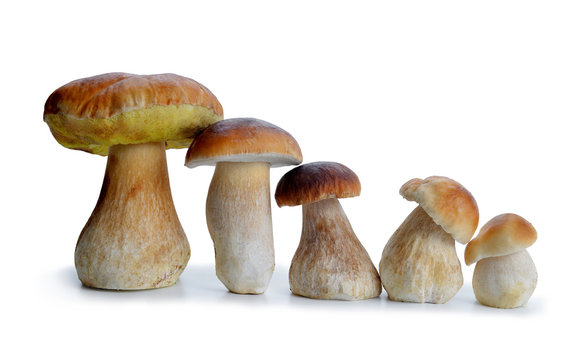 Edible mushroom Boletus isolated on a white background. 