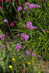 Blossoms of Verbena.