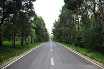 Fototapeta na wymiar The Road and a row of trees in China. Nanjing. Jiangsu