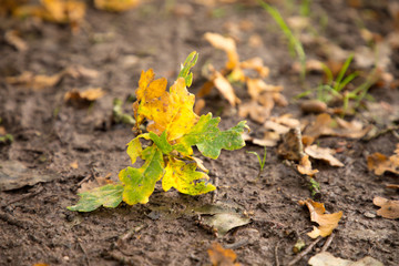 Acorn leaves in autumn