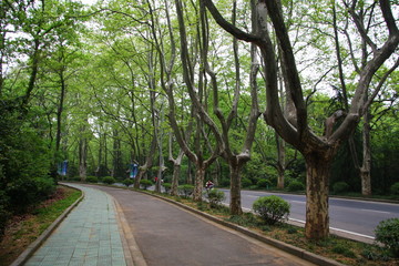 The Road and a row of trees in China. Nanjing. Jiangsu
