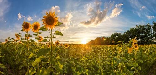 Fototapete Sonnenblume Feld mit blühenden Sonnenblumen