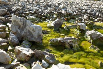 stones with algae in a lake
