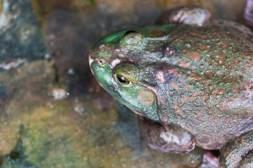 Big frog in a chinese food market, China