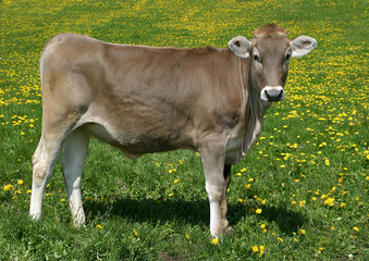 Kuh auf Weide, Bayern, Deutschland