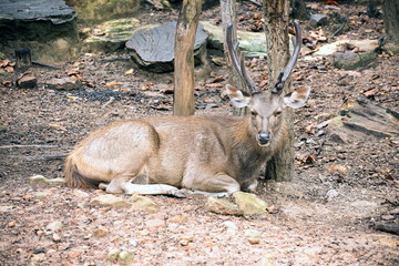 Deer