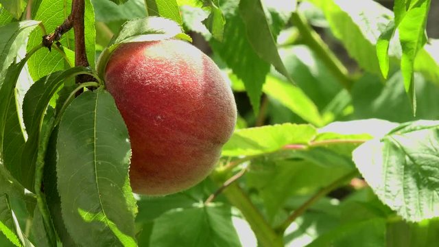 Organic Babcock Peaches, Food