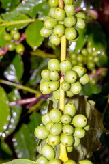 Coffee - green Arabica beans