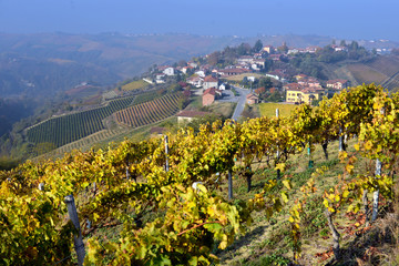 panorama of autumn vineyards