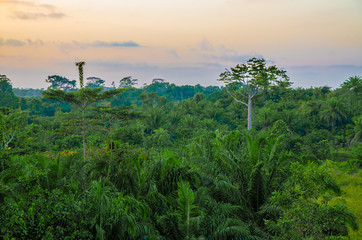 Beautiful lush green West African rain forest during amazing sunset, Liberia, West Africa - obrazy, fototapety, plakaty