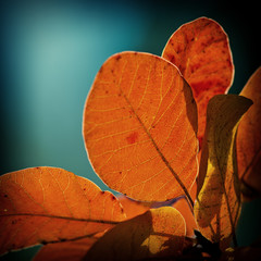 Red autumn foliage on a blurred background