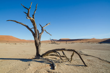 Landscape with dead tree, red sand dunes and dry cracked clay surface at Deadvlei, Namib desert, Namibia, Africa