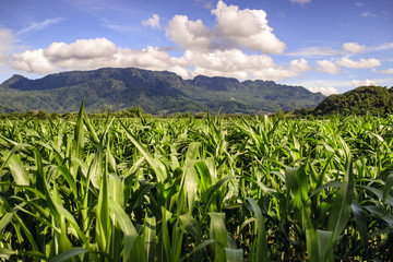 Corn field mountain