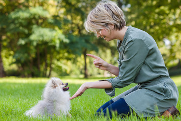 Hundeerziehung oder Hundetraining eines Zwergspitz im Park