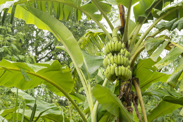 Raw bananas are on the tree. © wichaiphoto
