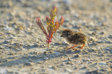 Juvenile of Little tern, beautiful bird