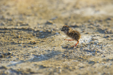 Juvenile of Little tern, beautiful bird