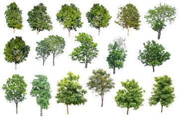 Collection Of Trees Isolated On White Background, Tropical Trees Isolated Used For Design, Advertising And Architecture.